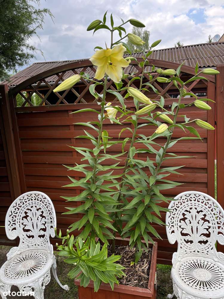 Działka Marysin Wawerski "Biały Kruk" - Pełny obrazek: 4/19