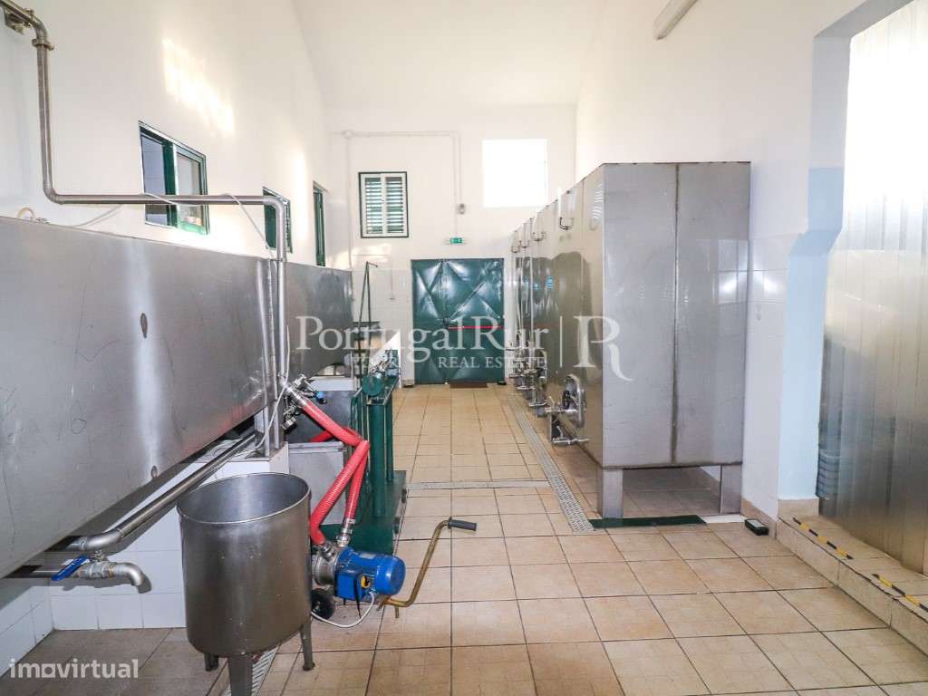 Unidade Industrial de Produção de Azeite & Elevado Potencial Produtivo-28