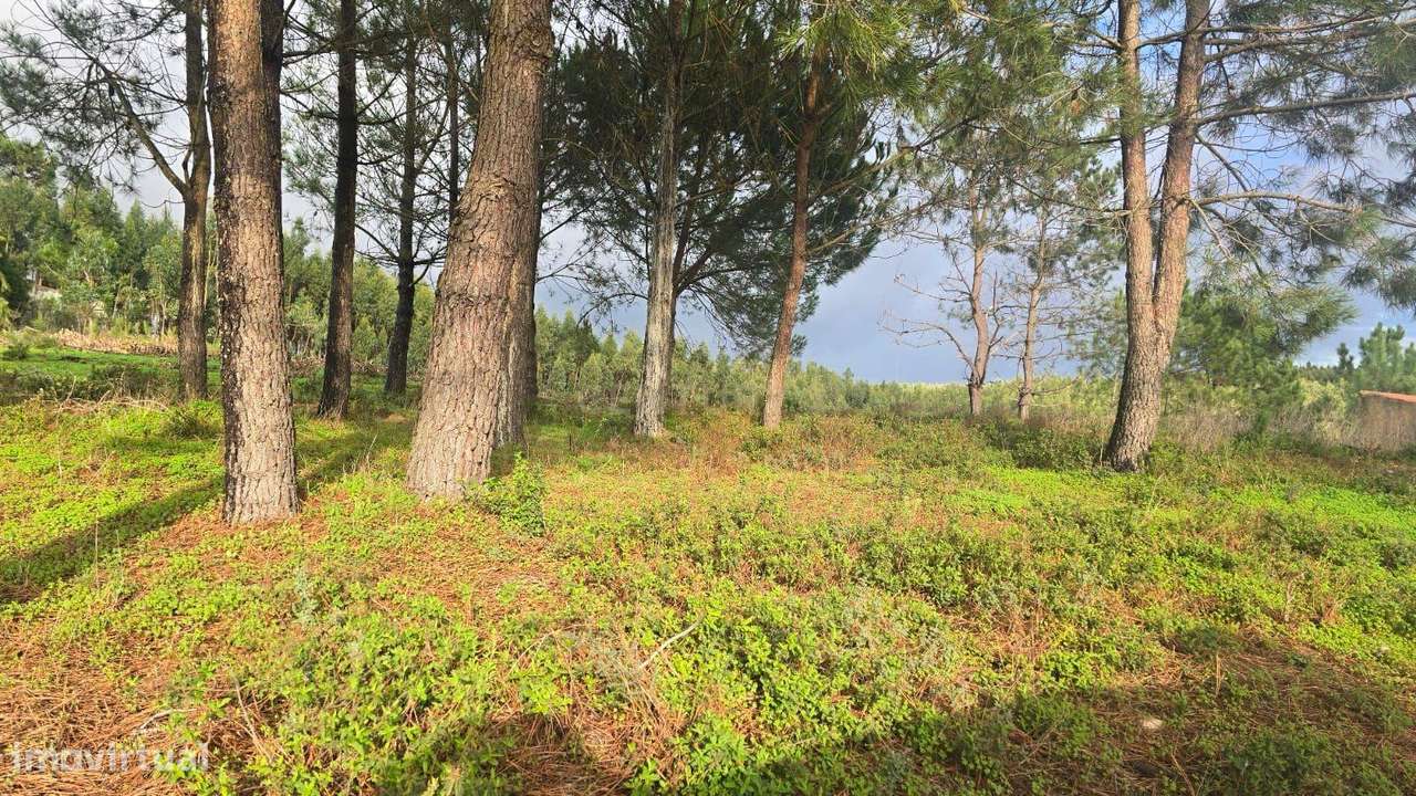 Prédio Misto com poço e pinhal, Outeiro do Bacio / Malhadas – Ramalhal - Grande imagem: 4/5