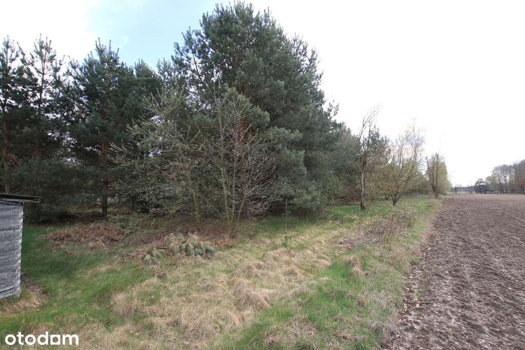 Duża działka 0,6 ha leśno-budowlana Wola Lisowska - Pełny obrazek: 3/16