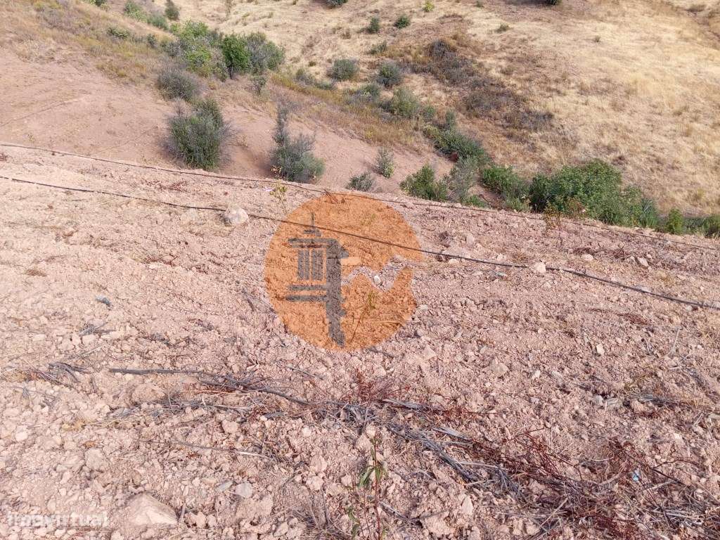 Terreno Rustico com plantação de alfarrobeiras-9