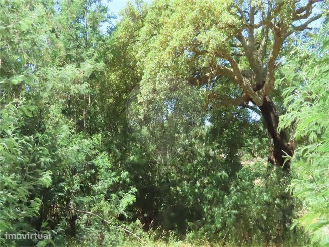 Quinta  para venda-9