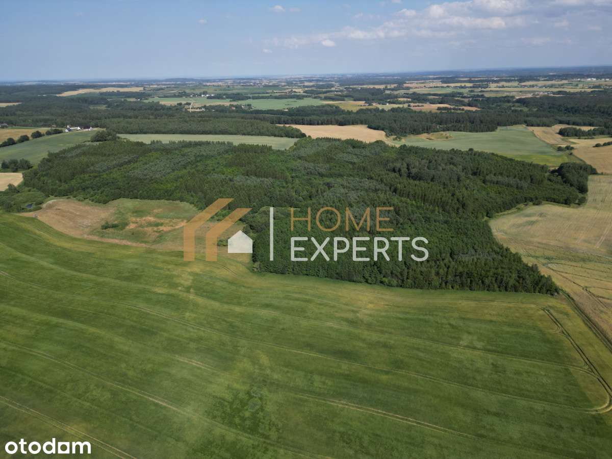 Działka, Las, drewno tartaczne Cena DO Negocjacji - Pełny obrazek: 4/12