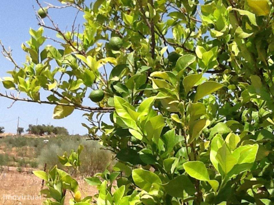 Herdade Mourão 80,44 ha banhada pelas águas do Alqueva-11