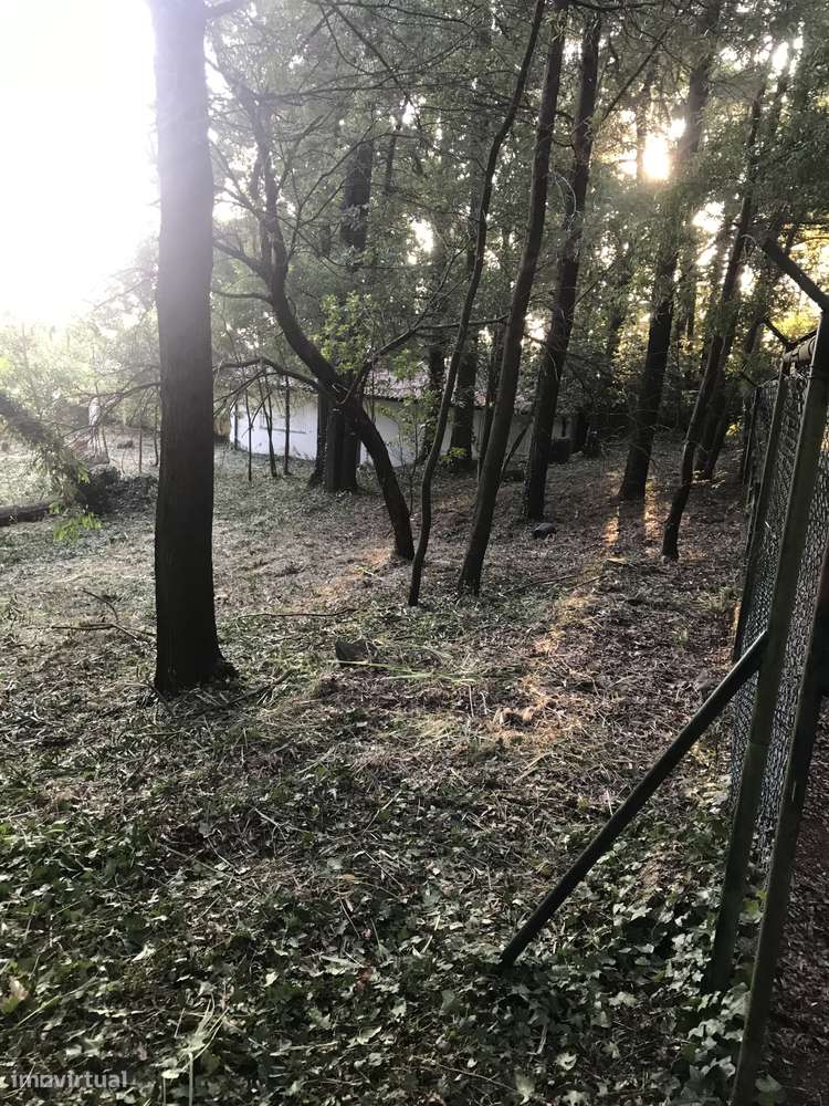 Investimento Premium em Canelas: Terreno de 10.779 m² - Grande imagem: 5/10