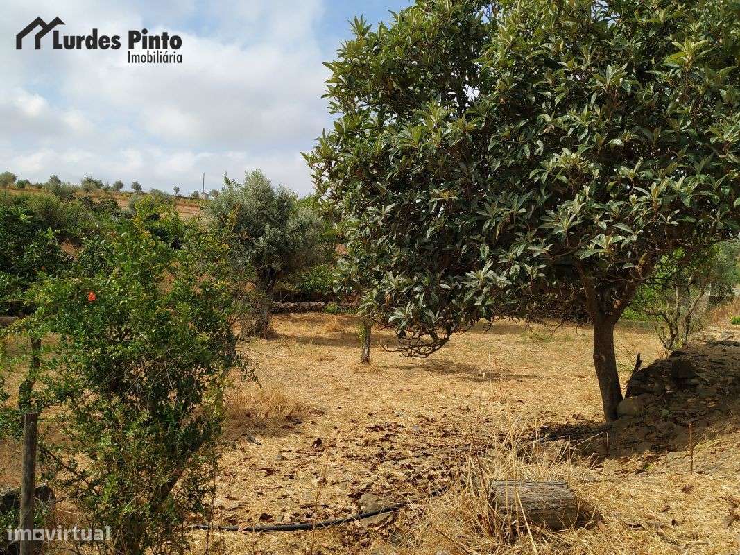 Quinta com muitas árvores de fruto - Grande imagem: 3/20