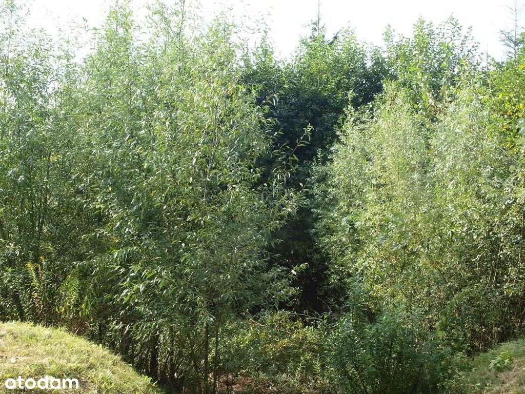 Sprzedam dom - Pratulin-10