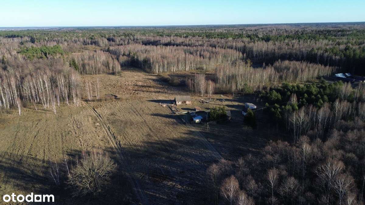 Mikłaszewo 3.7ha Siedlisko w Puszczy Białowieskiej - Pełny obrazek: 5/20