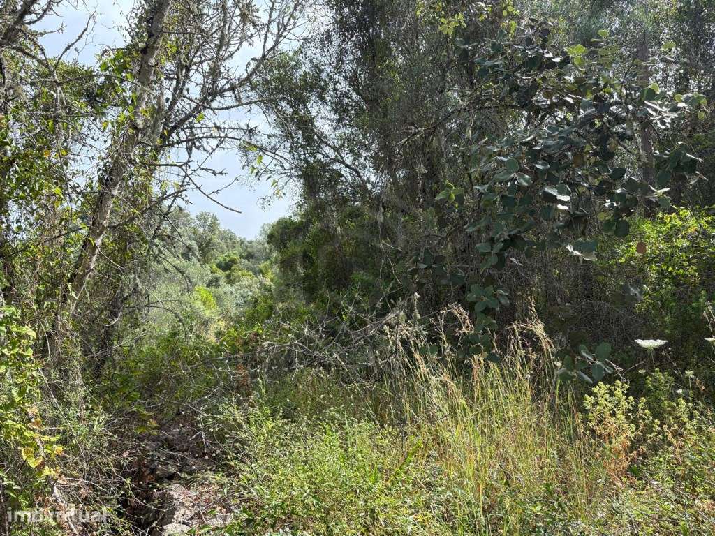 Terreno Rustico de 9.300 m² nos Palmeiros, Salir, Algarve - Grande imagem: 4/14