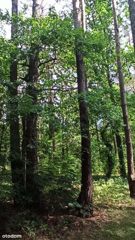 Zalesie Górne - działka mieszkaniowo usługowa z dorodnym starodrzewem-6
