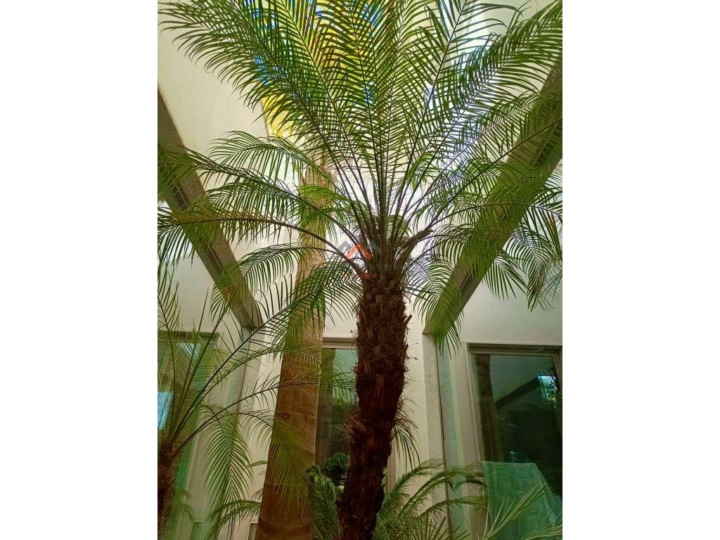 Moradia Contemporânea de Luxo com jardins tropicais e Design Exclus...-43