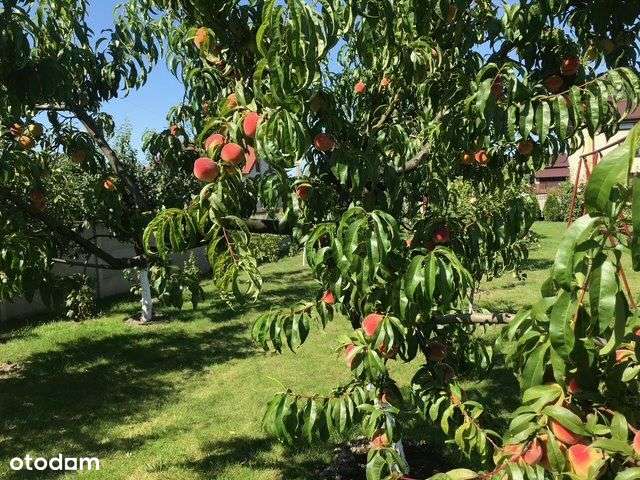 Dom wolnostojący z owocowym sadem. - Pełny obrazek: 4/13