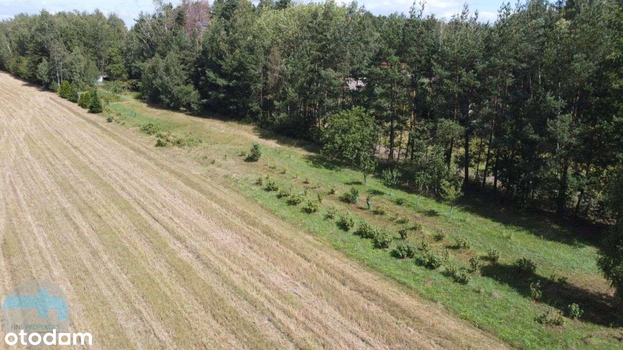 Piękna działka w Szymanówku wśród sosen - Pełny obrazek: 5/5