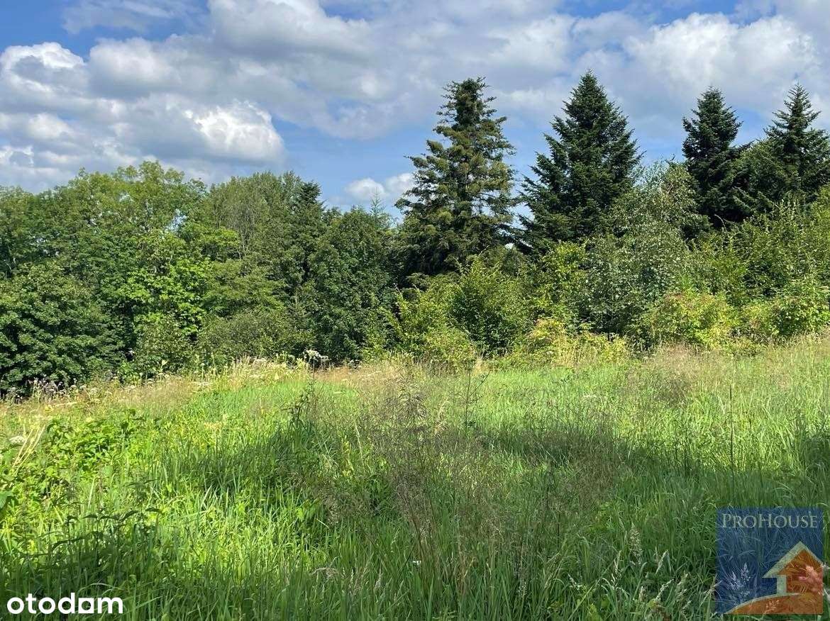 Działka otulona lasem - Pełny obrazek: 4/13