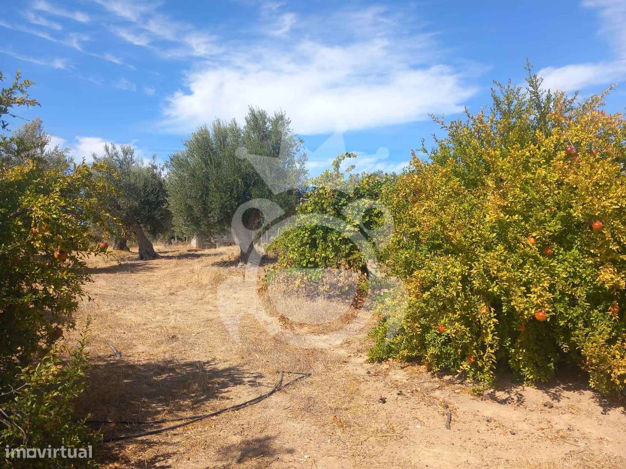 Olival tradicional com dependência agrícola - Vale de Vargo-11