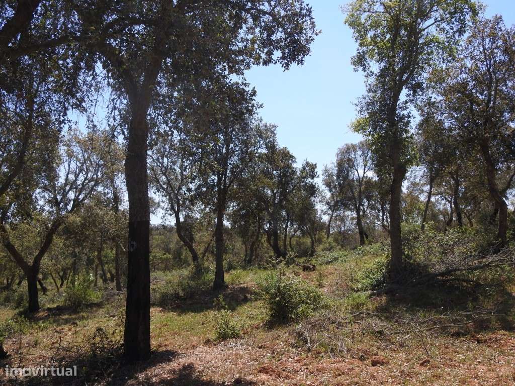 PROPRIEDADE Rústica (8,075ha) - Grande imagem: 4/9