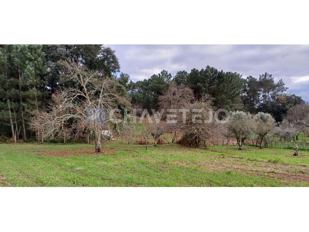 Casa Antiga Com Arrecadação e Terreno Para Recuperar, Cernache do B...-28