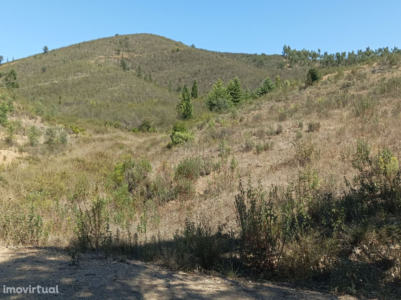 Terreno rustico de 11 hectares na zona de Santa Maria na Freguesia de