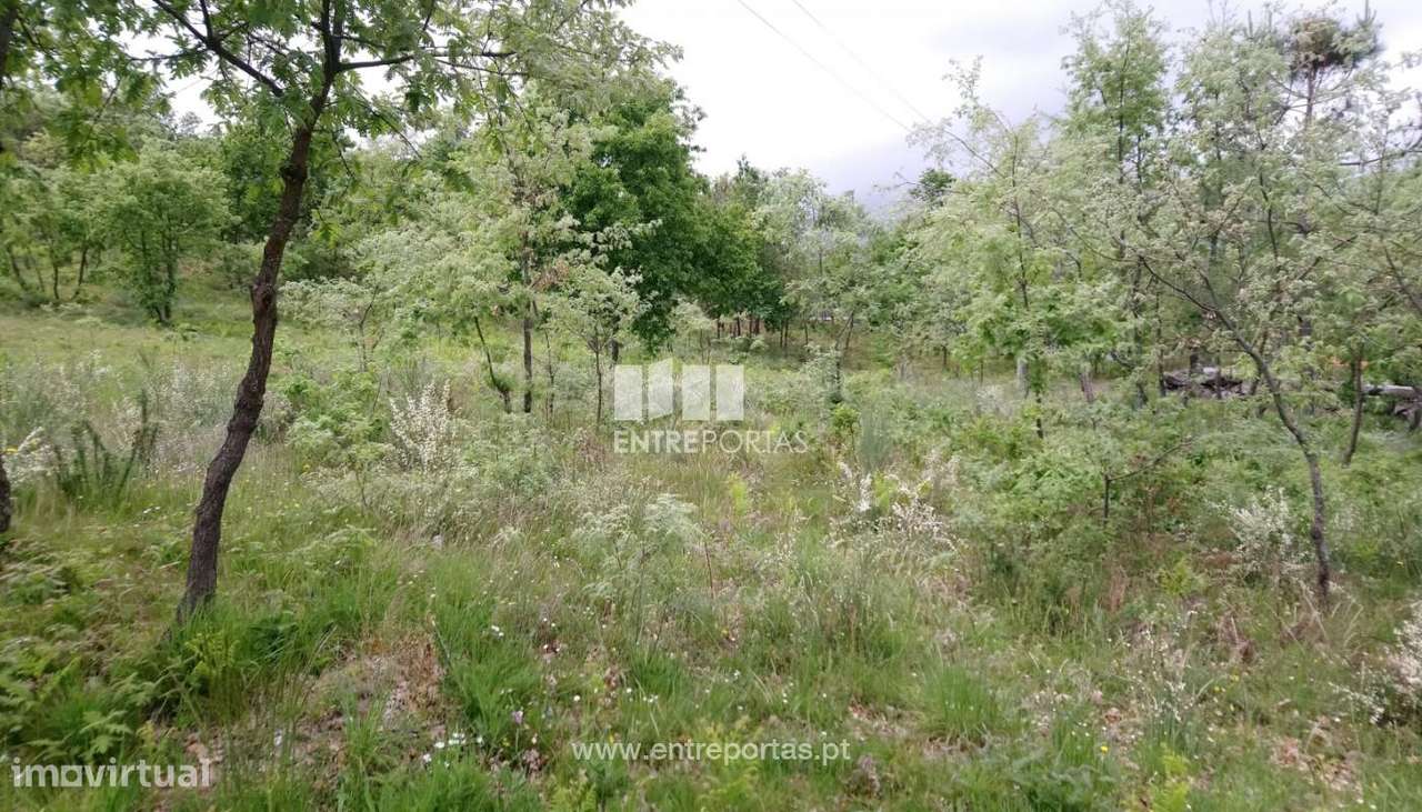 Venda Terreno, Gestaçô, Baião - Grande imagem: 4/6