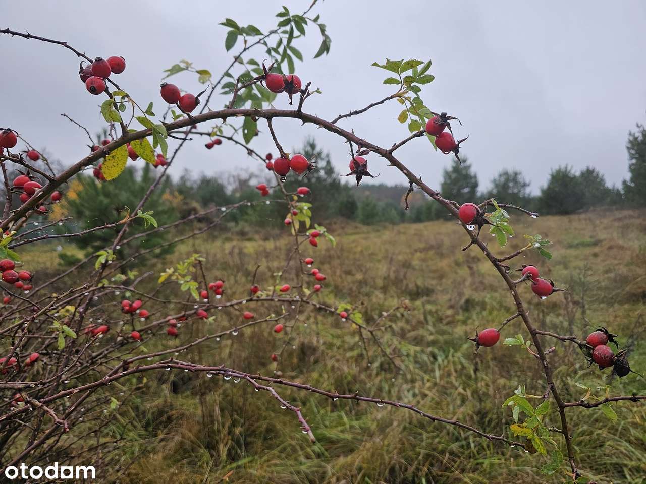 Łubiana | siedlisko i agroturystyka | otulina Wdzydzkiego Parku-5