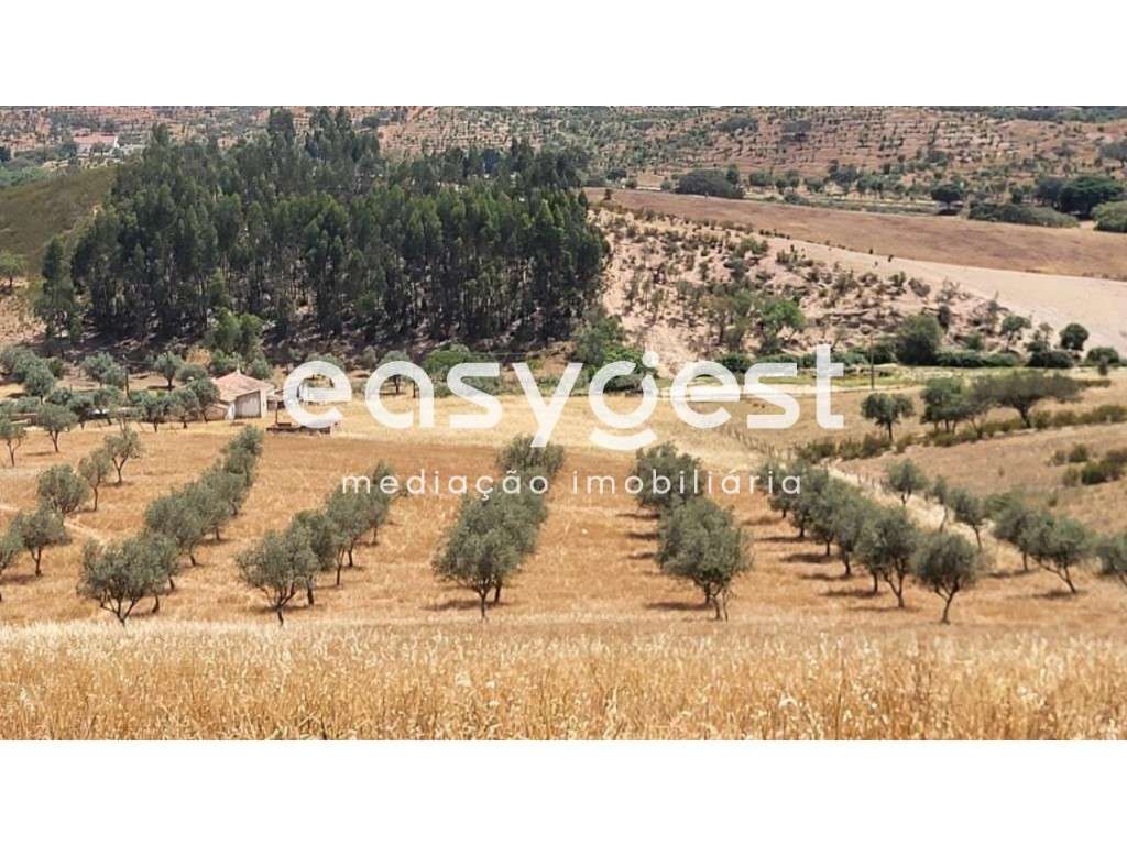 Monte Alentejano para recuperar localizado na freguesia de Ourique - Grande imagem: 5/20