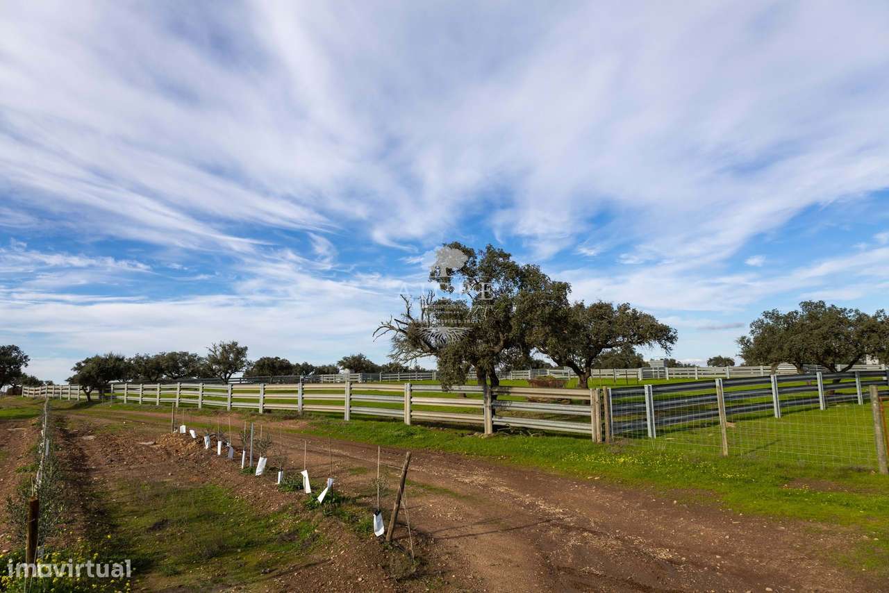 Herdade Alentejo-39