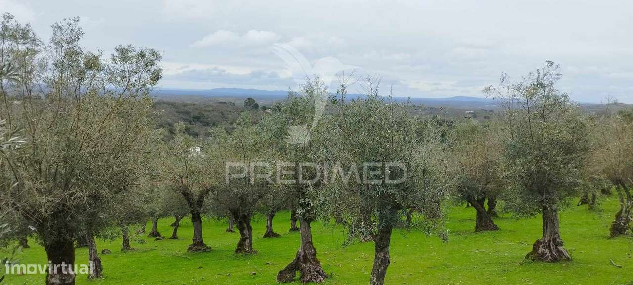 Olival - Grande imagem: 5/6