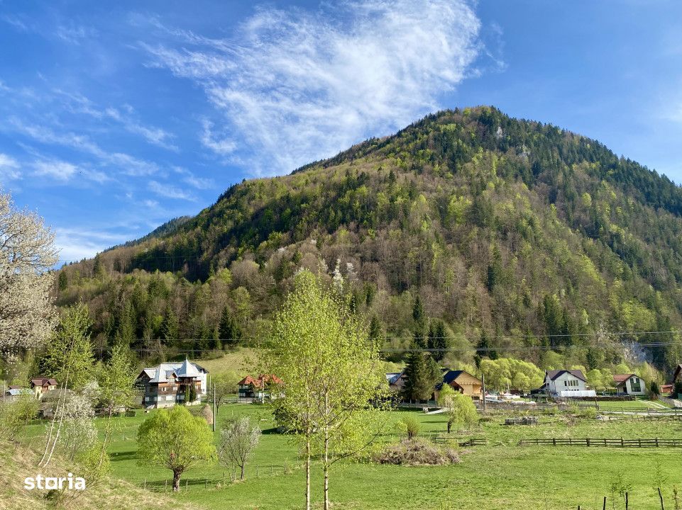 Teren spectaculos, vedere panoramica la munte, panta mica si padure