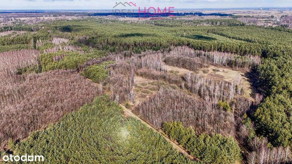 Działka wśród lasu- 8 arów-6