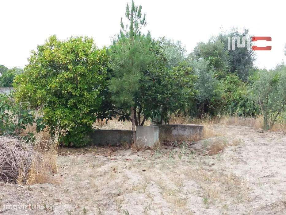 Quinta em Coruche c/ 34000m2 - Grande imagem: 5/10