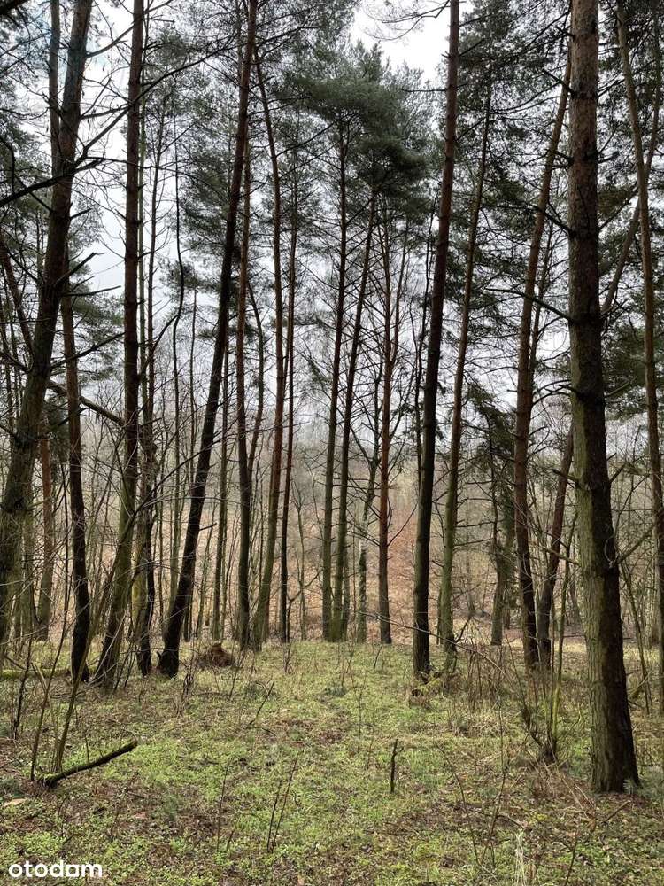 Działka rolno - budowlana z dużym potencjałem! - Pełny obrazek: 5/7