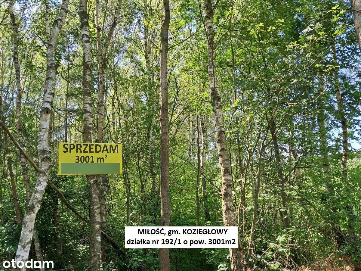 Miłość działka dla ukochanej :-) 3001m2 cena tylko 29.900zł-19