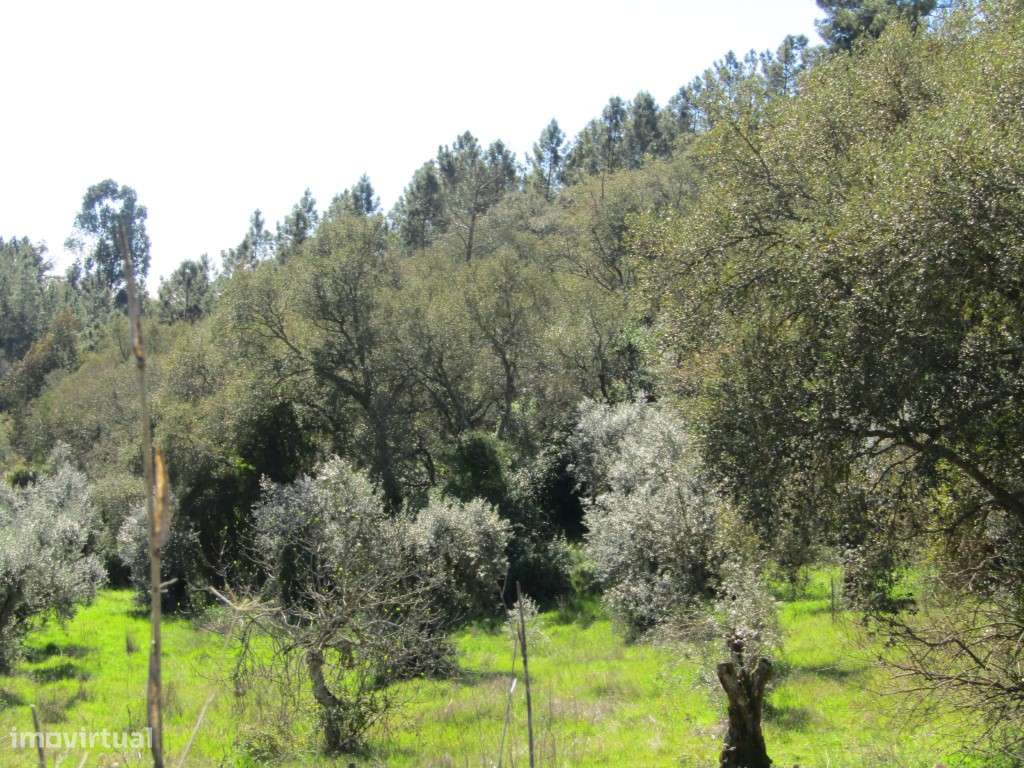 Terreno da Figueira Regal , Sardoal - Grande imagem: 5/10