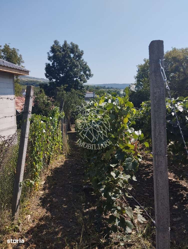 Teren intravilan 2828 mp+autorizatie casa-anexe-livada-Dorolea - Imagine principală: 5/8