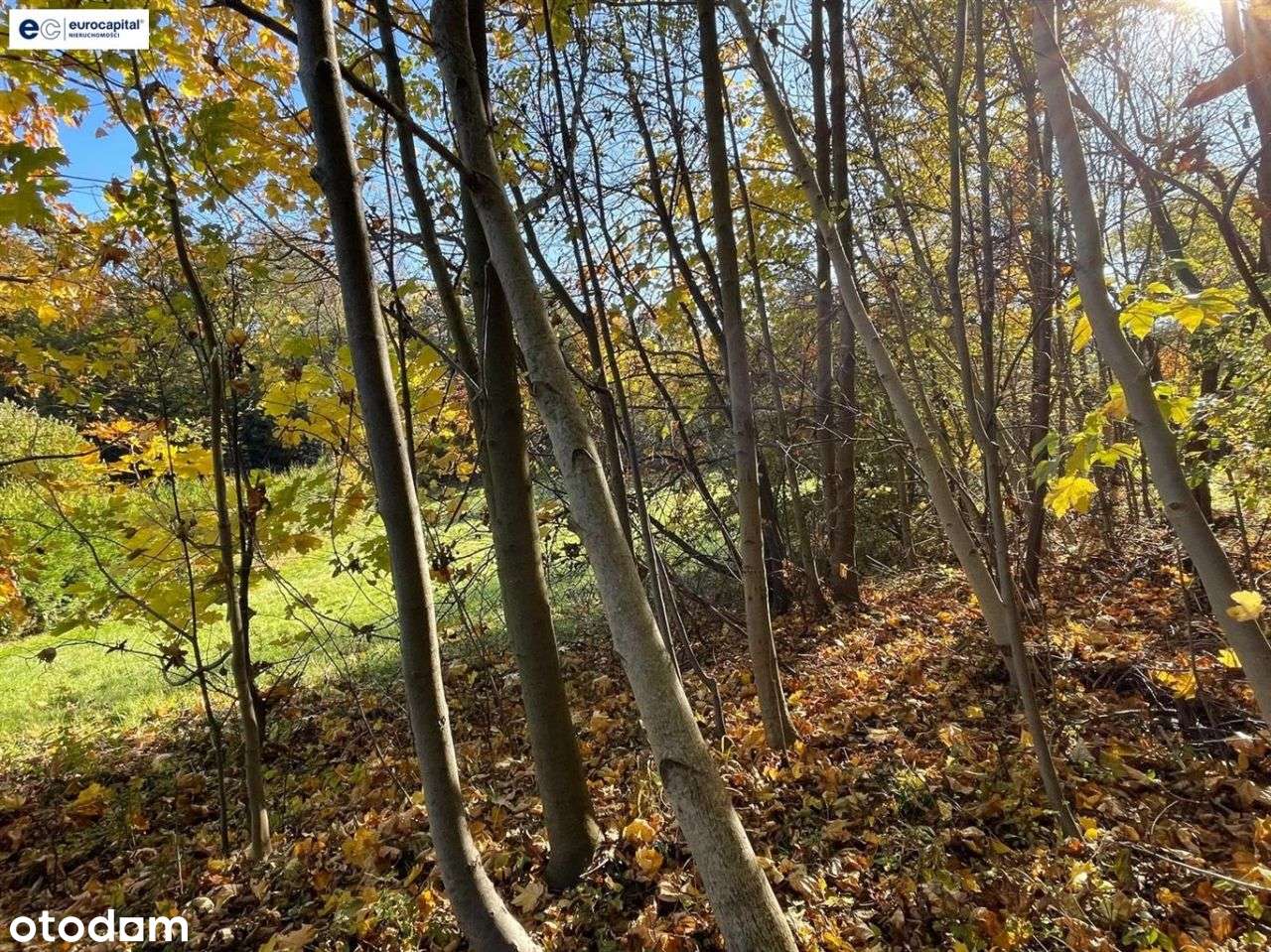 Duża działka w sasiedztwie zagajnika i strumyka!-17
