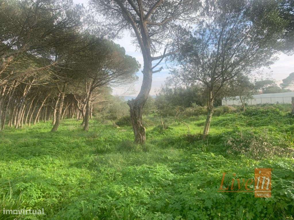 Terreno Urbano na Terrugem - Grande imagem: 5/6