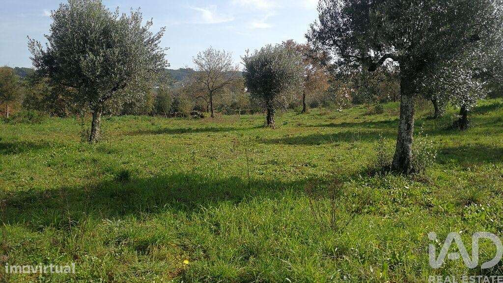 Terreno em Igreja Nova do Sobral de 7665,00 m2 - Grande imagem: 4/30