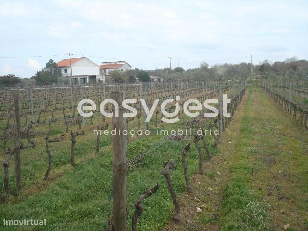 Terreno agrícola situado no douro vinhateiro Vila Nova De Foz Côa - Grande imagem: 4/30