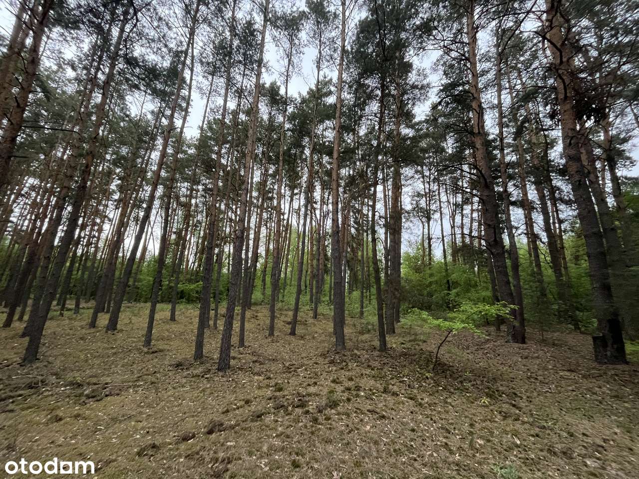 Malownicza działka z linią brzegową Świdra-6