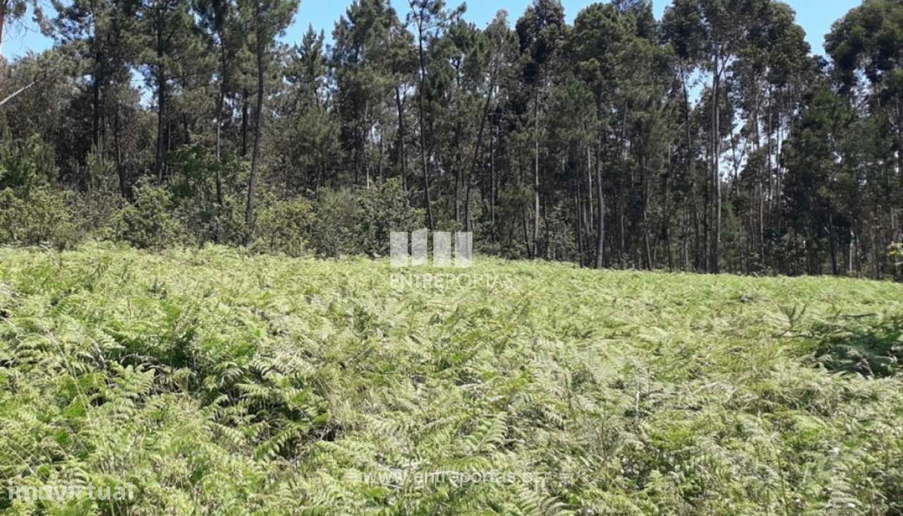Venda de Terreno, Fragoso, Barcelos. - Grande imagem: 3/31