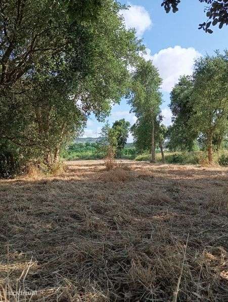 Terreno com abrigo de madeira - Grande imagem: 5/11