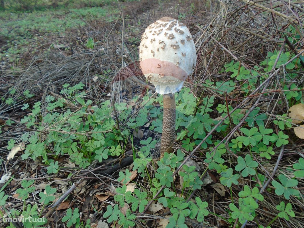 Terreno  para venda