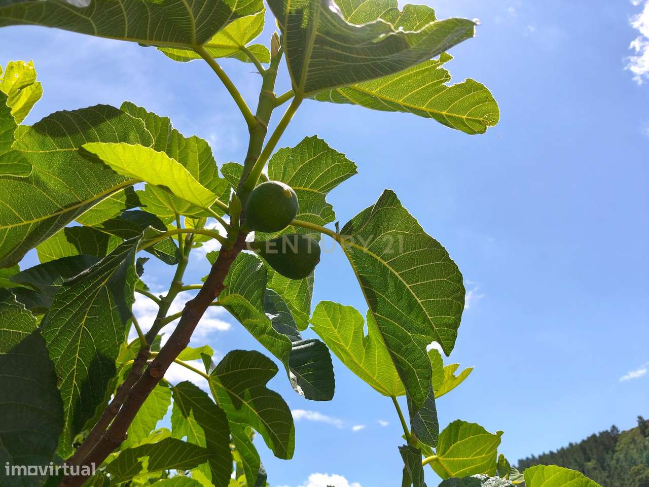 Terreno Rústico com Árvores de Fruto - Calhandriz, Vila Franca de Xira-10