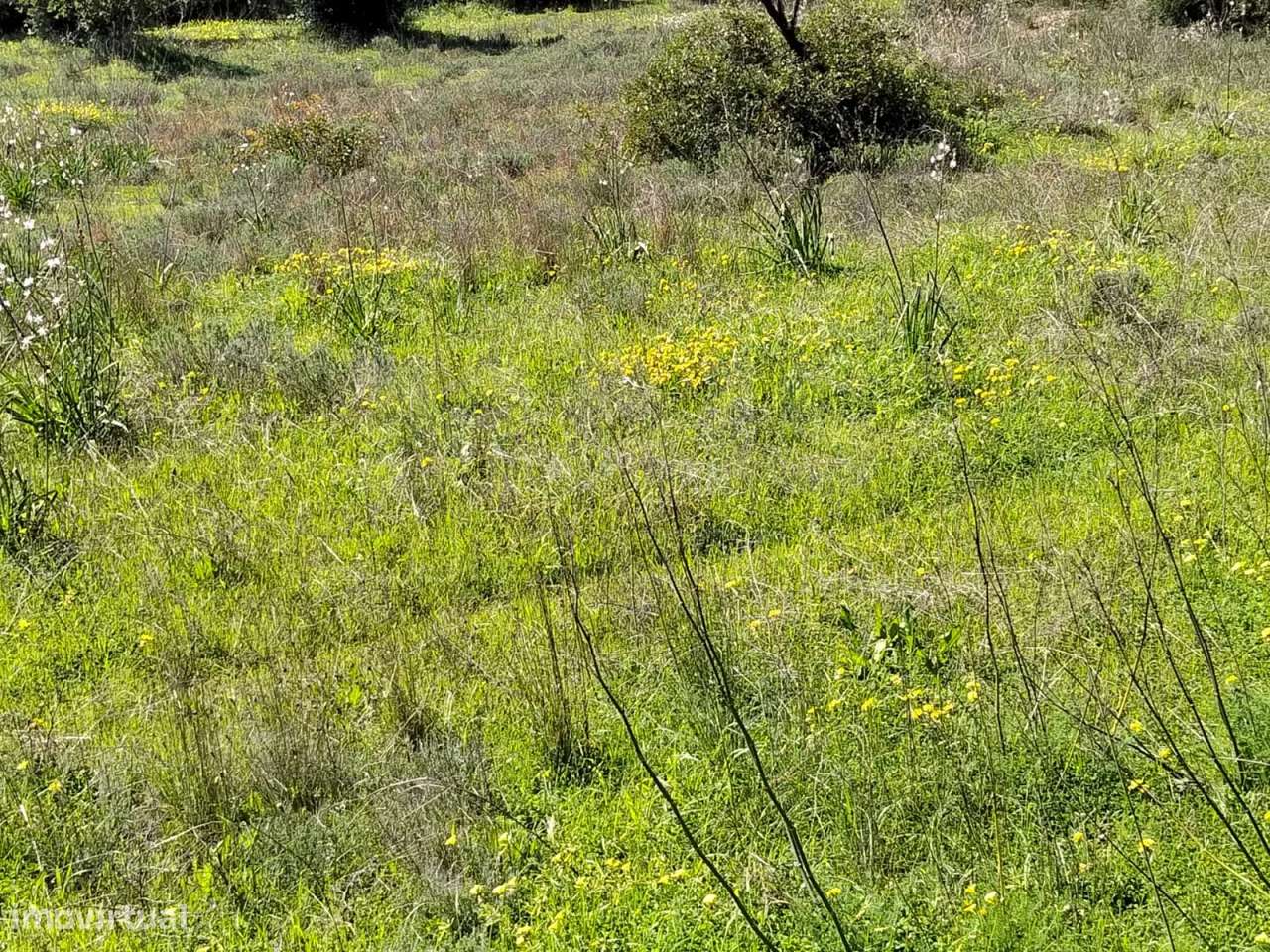 Lote de Terreno Rustico-6