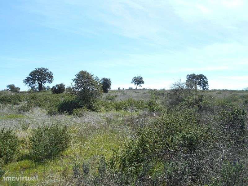 Quinta - Grande imagem: 3/15