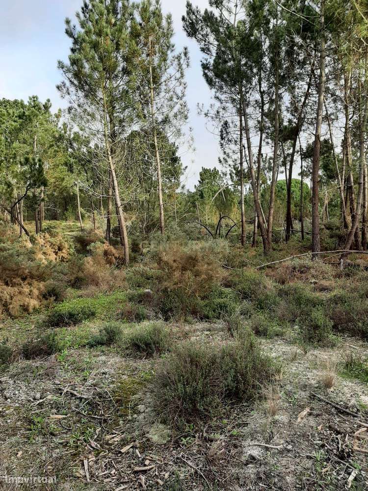 Terreno Fornos- Entre o Meco e Alfarim - Grande imagem: 3/6