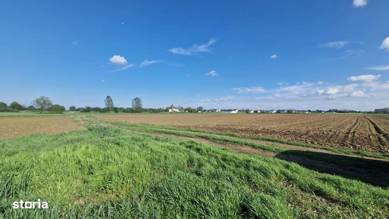 2.500 mp cu acces la DOUA strazi - COMUNA 1 DECEMBRIE, IF - Imagine principală: 3/6