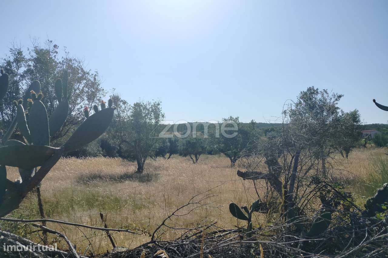 Vende-se terreno rústico em Cunheira, Alter do Chão - Grande imagem: 3/23