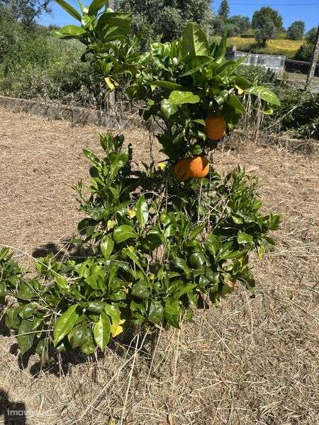 Ruina, terreno urbano com ruina com uma otima exposiçao solar - Grande imagem: 5/8