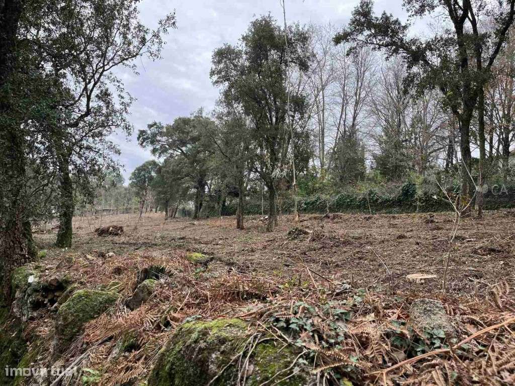 TERRENO RÚSTICO - BOUÇA DE TRÁS DAS SEARAS - Grande imagem: 4/9